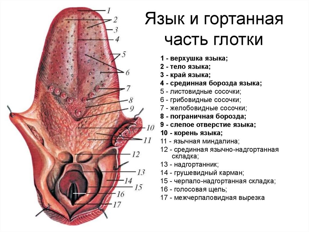 Язык и гортанная часть глотки