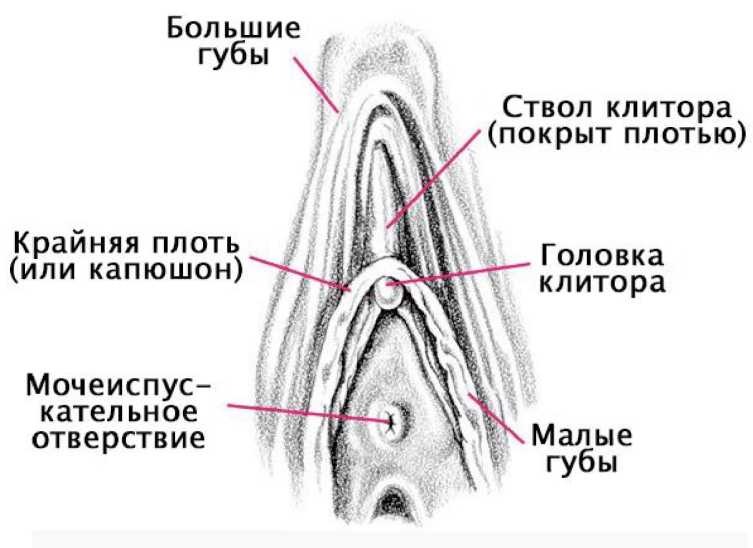 Половые губы
